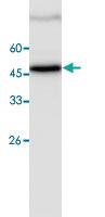 Anti-SKP2 Mouse Monoclonal Antibody [clone: 1]