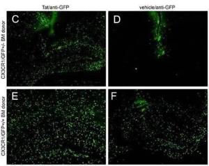 Biotin anti-G F P 1 mg