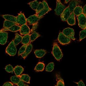 Immunofluorescent analysis of PFA fixed HeLa cells stained with Anti-GTF2H2C Antibody [PCRP-GTF2H2C-2C9] followed by Goat Anti-Mouse IgG (CFand#174; 488) (Green). Counterstain is Phalloidin (Red)