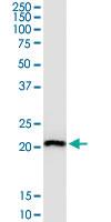 Anti-RPL29 Mouse Polyclonal Antibody