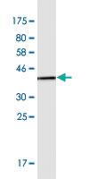 Anti-CTNND2 Mouse Monoclonal Antibody [clone: 1E3]