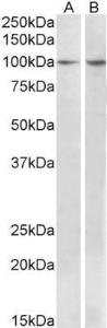 Anti-BCAR1 Goat Polyclonal Antibody