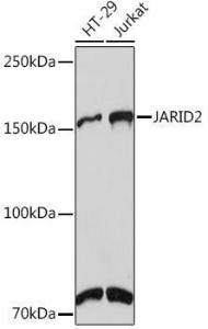 Western blot analysis of extracts of various cell lines, using Anti-Jarid2 Antibody [ARC1658] (A305856) at 1:1,000 dilution