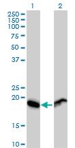 Anti-RPL29 Mouse Polyclonal Antibody