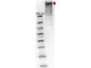 KLH antibody rhodamine conjugated