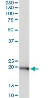 Anti-RPL29 Mouse Polyclonal Antibody