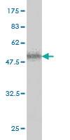 Anti-ICK Mouse Polyclonal Antibody