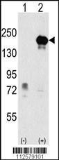 Anti-EHMT1 Rabbit Polyclonal Antibody (PE (Phycoerythrin))