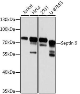 Western blot analysis of extracts of various cell lines, using Anti-MSF Antibody (A10485) at 1:3,000 dilution