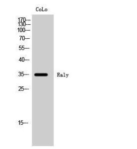 Anti-RALY Rabbit Polyclonal Antibody