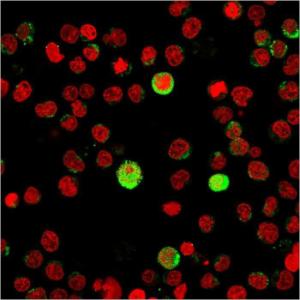 Immunofluorescent analysis of Jurkat cells stained with Anti-CD40L Antibody [CD40LG/2763] followed by Goat Anti-Mouse IgG (CFand#174; 488) (Green). Nuclei are stained with RedDot