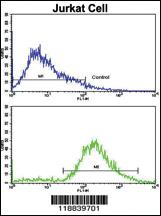 Anti-VIP Rabbit Polyclonal Antibody