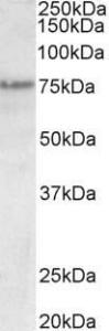 Anti-Trp63 antibody