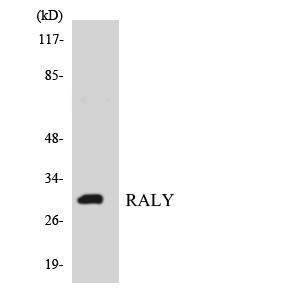 Western blot analysis of the lysates from HT 29 cells using Anti-RALY Antibody