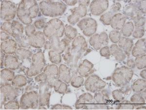 Anti-RPL29 Mouse Polyclonal Antibody