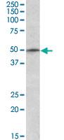 Anti-TRIM35 Goat Polyclonal Antibody