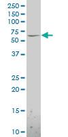 Anti-NPRL3 Mouse Polyclonal Antibody