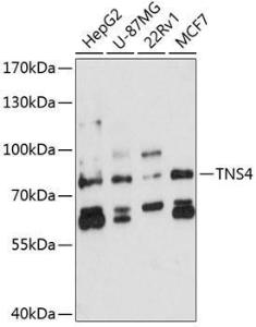 Anti-TNS4/CTEN Antibody (A10499)