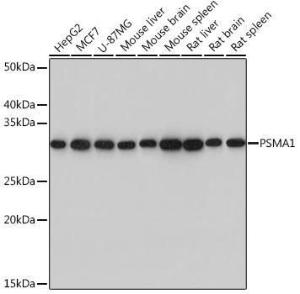 Western blot analysis of extracts of various cell lines, using Anti-Proteasome 20S C2 / HC2 Antibody [ARC0780] (A308553) at 1:1000 dilution