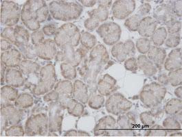 Anti-RPL29 Mouse Polyclonal Antibody