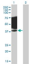 Anti-SLAMF1 Mouse Polyclonal Antibody