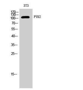 Western blot analysis of 3T3 cells using Anti-PYK2 Antibody