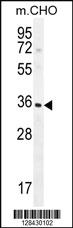 Anti-IGFBP3 Rabbit Polyclonal Antibody