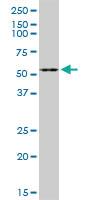 Anti-F7 Rabbit Polyclonal Antibody