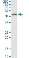 Anti-NPRL3 Mouse Monoclonal Antibody [clone: 4E6]