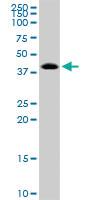 Anti-TARBP2 Mouse Polyclonal Antibody