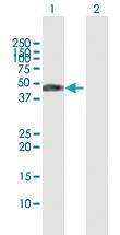 Anti-F7 Rabbit Polyclonal Antibody