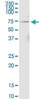 Anti-NPRL3 Mouse Monoclonal Antibody [clone: 4E6]