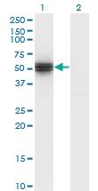 Anti-FICD Mouse Monoclonal Antibody [clone: 3F5]