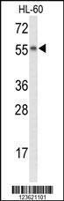 Anti-NYX Rabbit Polyclonal Antibody