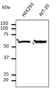 Antibody anti-TUBA4A 1MG