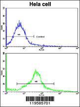 Anti-CREB3L1 Rabbit polyclonal antibody