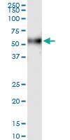 Anti-F7 Rabbit Polyclonal Antibody