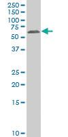 Anti-GAN Mouse Polyclonal Antibody