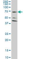 Anti-SLC1A2 Mouse Monoclonal Antibody [clone: 1D8]