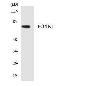 Western blot analysis of the lysates from K562 cells using Anti-FOXK1 Antibody