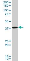 Anti-TFAP4 Mouse Polyclonal Antibody