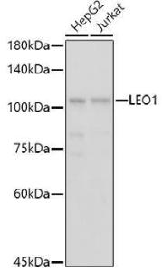 Western blot analysis of extracts of various cell lines, using Anti-LEO1 / RDL Antibody (A10520) at 1:1,000 dilution. The secondary antibody was Goat Anti-Rabbit IgG H&L Antibody (HRP) at 1:10,000 dilution.