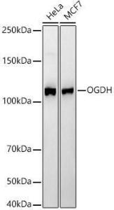 Western blot analysis of various lysates, using Anti-OGDH Antibody [ARC55379] (A308555) at 1:2,000 dilution