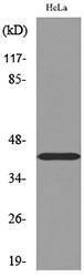 Western blot analysis of lysate from HeLa cells using Anti-PPID Antibody