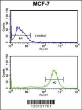 Anti-CHPF Rabbit Polyclonal Antibody