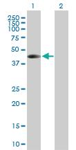 Anti-TARBP2 Mouse Polyclonal Antibody