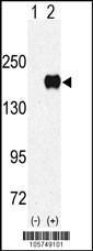 Anti-EHMT1 Rabbit Polyclonal Antibody (HRP (Horseradish Peroxidase))