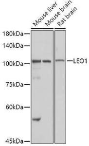 Western blot analysis of extracts of various cell lines, using Anti-LEO1 / RDL Antibody (A10520) at 1:1,000 dilution. The secondary antibody was Goat Anti-Rabbit IgG H&L Antibody (HRP) at 1:10,000 dilution.