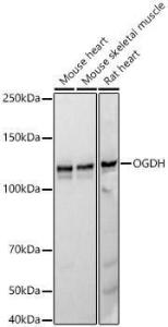 Western blot analysis of various lysates, using Anti-OGDH Antibody [ARC55379] (A308555) at 1:2,000 dilution