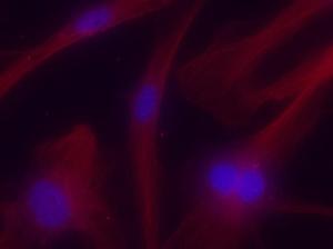 Antibody anti-TUBA4A 1MG